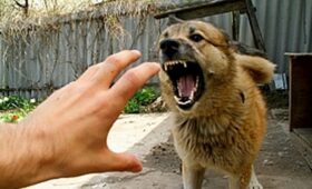 Що потрібно знати про сказ