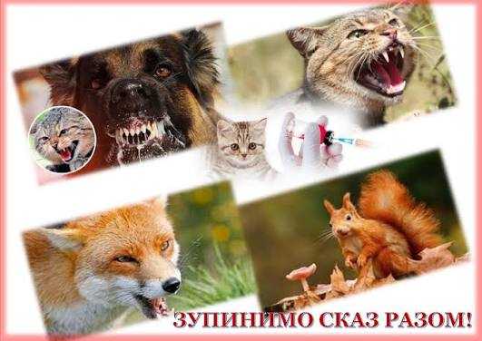 Всесвітній день боротьби зі сказом